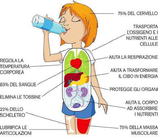 L'acqua all'interno del corpo umano