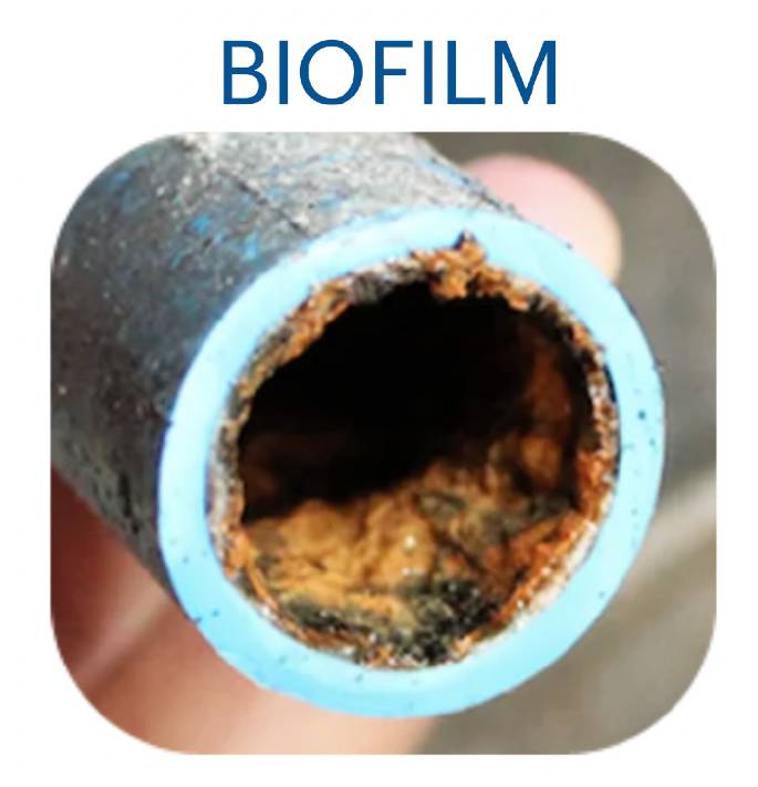 biofilm